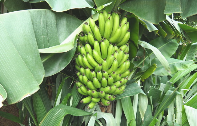 輸入食品の代表バナナ
